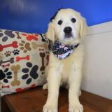 Tillie Golden Retriever 01