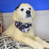 Tillie Golden Retriever 02