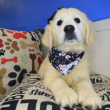 Tillie Golden Retriever 04