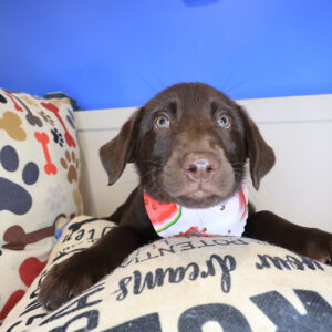 Tilly Labrador Retriever 01