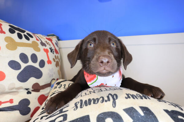 Tilly Labrador Retriever 01
