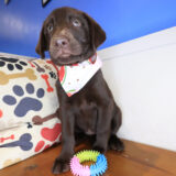 Tilly Labrador Retriever 02