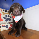 Tilly Labrador Retriever 03