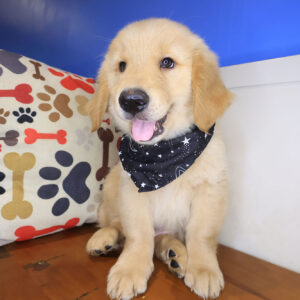 Topaz Golden Retriever 01