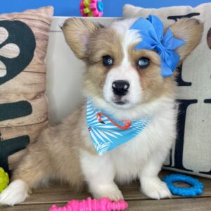 Usana American Corgi 01