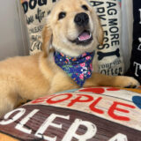 Vickie Golden Retriever 01