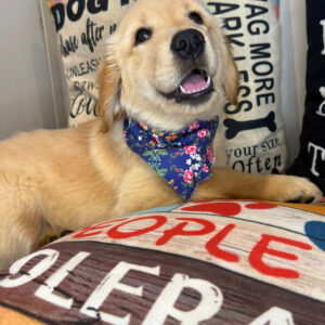 Vickie Golden Retriever 01