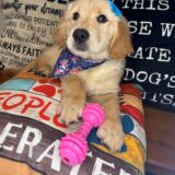 Vickie Golden Retriever 02
