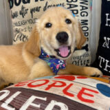Vickie Golden Retriever 03
