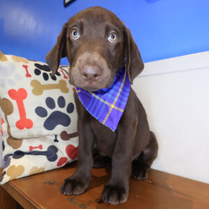 Vivid Labrador Retriever 01