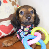 Vivienne Dachshund 01