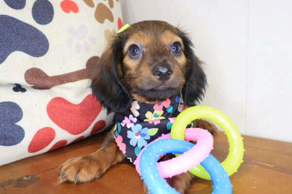 Vivienne Dachshund 01