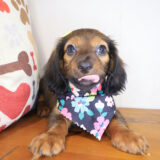 Vivienne Dachshund 02