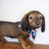 Vivienne Dachshund 04