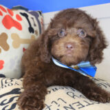 Waylon Poodle 01
