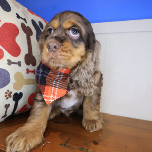 Yang Cocker Spaniel 01