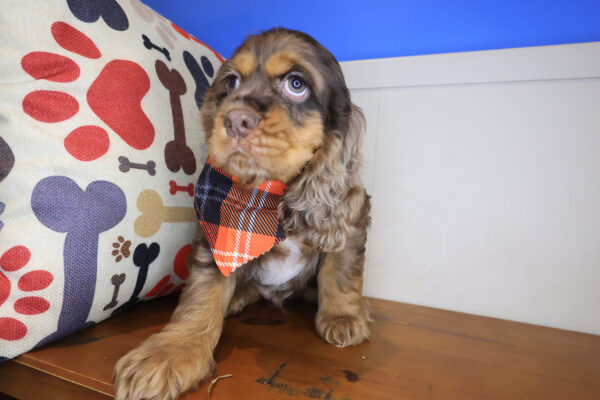 Yang Cocker Spaniel 01