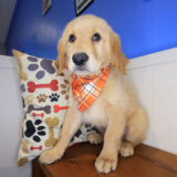 Zany Golden Retriever 01