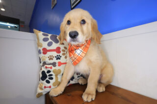 Zany Golden Retriever 01