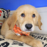 Zany Golden Retriever 04