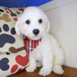 Zebbie Bichapoo 02