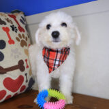 Zebbie Bichapoo 03