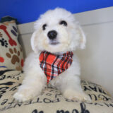 Zebbie Bichapoo 04