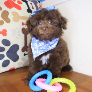 Zephyra Poodle 01