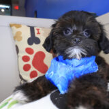 Admiral Shihpoo 01