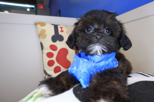Admiral Shihpoo 01