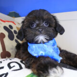 Admiral Shihpoo 03