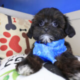 Admiral Shihpoo 04