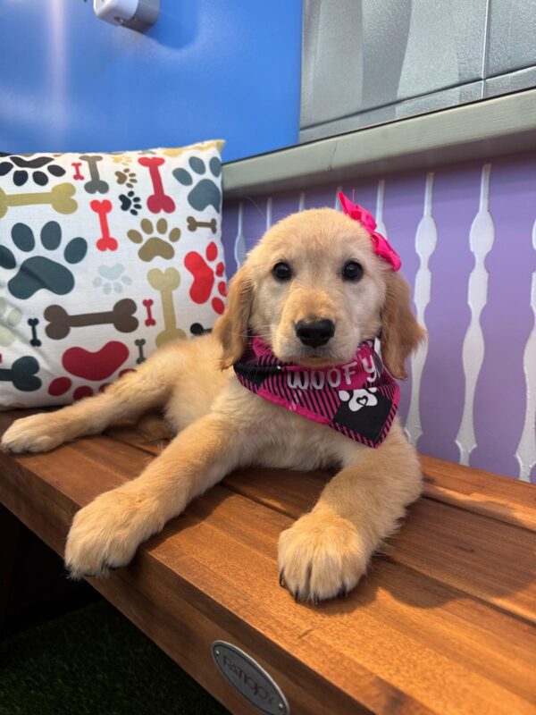 Adu Golden Retriever 01