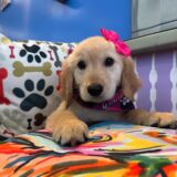 Adu Golden Retriever 02