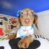 Afra Dachshund 01