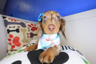 Afra Dachshund 01