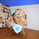 Afra Dachshund 02