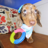 Afra Dachshund 04