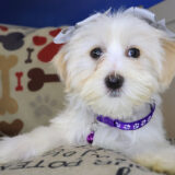 Aily Morkie 02