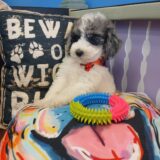 Alaska Aussiedoodle 01