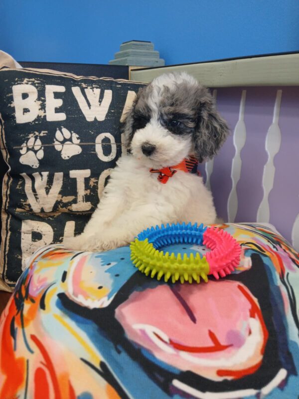 Alaska Aussiedoodle 01