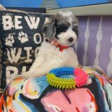 Alaska Aussiedoodle 02