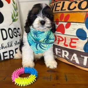 Alessandro Cockapoo 01