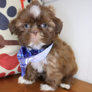 Alicia Shih Tzu 01