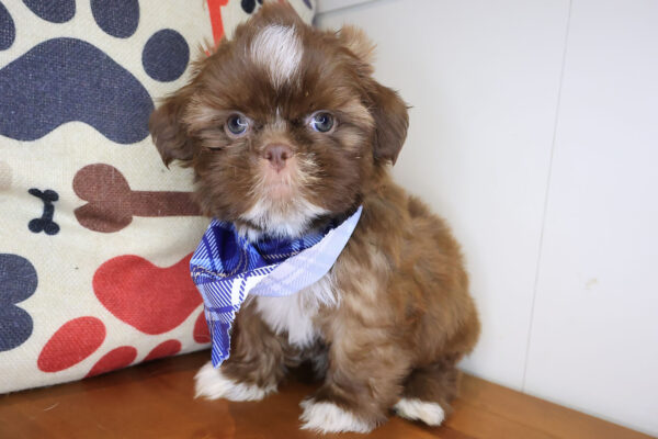 Alicia Shih Tzu 01