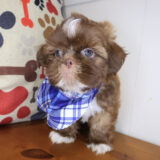 Alicia Shih Tzu 03