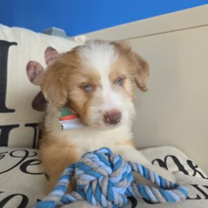 Alvin Aussiedoodle 01
