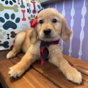Amy Golden Retriever 01