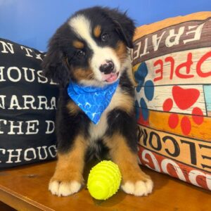 Angel Bernese Mountain Dog 01