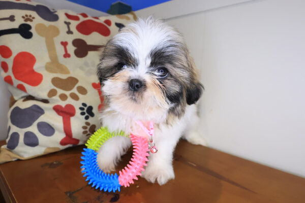 Anubis Shih Tzu 01